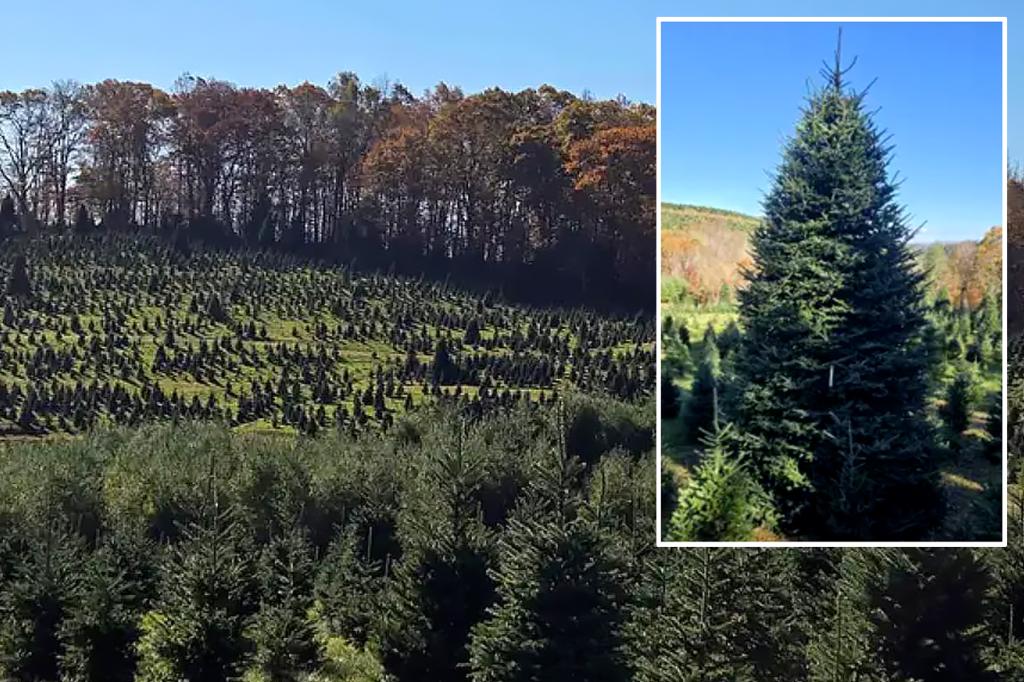 White House chooses North Carolina family's Christmas tree farm to supply 2024 trees