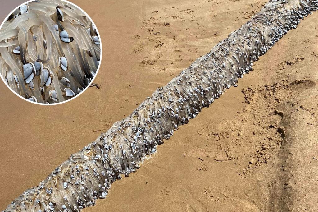 Alien-like creature washes up on beach, amazes visitors: 'Weirdest thing I've ever seen'