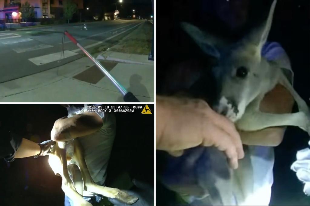 Pet kangaroo escapes, leads police on street chase caught on camera: 'A Durangur!'